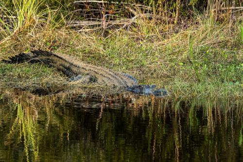 IMG_4941alligator groß