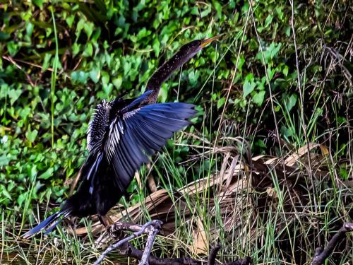 IMG_4974 schlangenhalsvogel