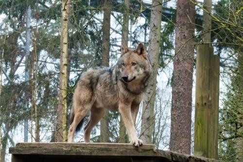 Wildpark-Lueneburgen-Heide-2024-06-Maerz-01