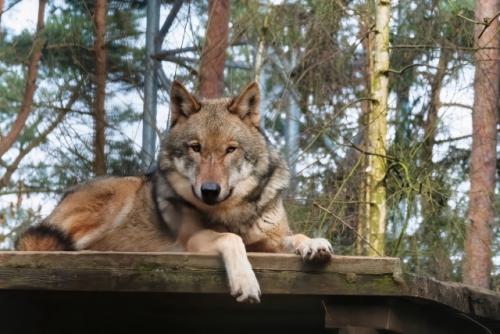 Wildpark-Lueneburgen-Heide-2024-06-Maerz-03