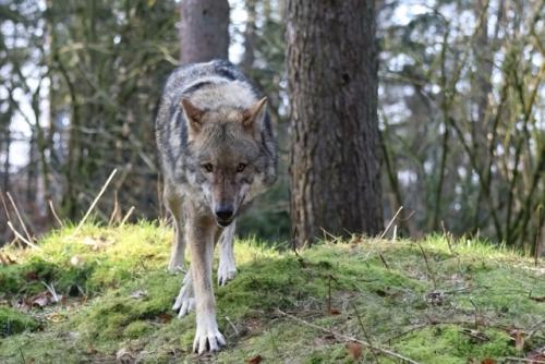 Wildpark-Lueneburgen-Heide-2024-06-Maerz-08