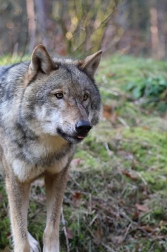 Wildpark-Lueneburgen-Heide-2024-06-Maerz-10