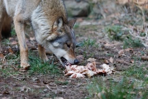 Wildpark-Lueneburgen-Heide-2024-06-Maerz-104