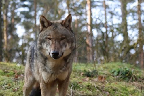 Wildpark-Lueneburgen-Heide-2024-06-Maerz-11