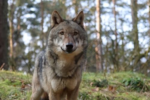 Wildpark-Lueneburgen-Heide-2024-06-Maerz-12