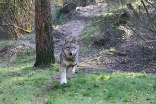 Wildpark-Lueneburgen-Heide-2024-06-Maerz-15