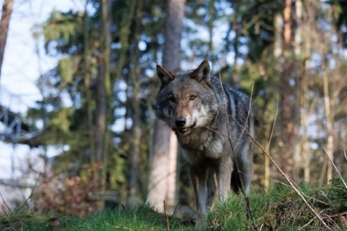 Wildpark-Lueneburgen-Heide-2024-06-Maerz-36