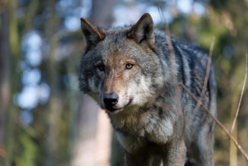 Wildpark-Lueneburgen-Heide-2024-06-Maerz-37