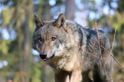 Wildpark-Lueneburgen-Heide-2024-06-Maerz-40