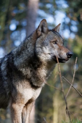 Wildpark-Lueneburgen-Heide-2024-06-Maerz-42