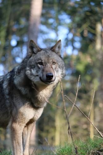 Wildpark-Lueneburgen-Heide-2024-06-Maerz-45