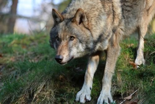 Wildpark-Lueneburgen-Heide-2024-06-Maerz-46