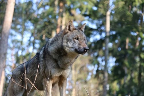 Wildpark-Lueneburgen-Heide-2024-06-Maerz-48