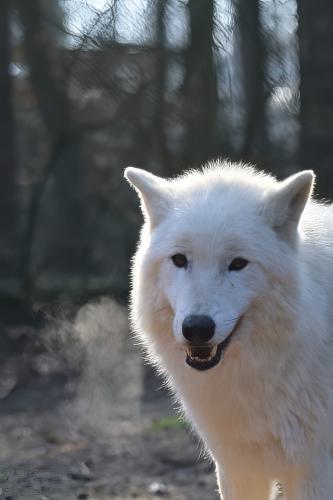 Wildpark-Lueneburgen-Heide-2024-06-Maerz-74