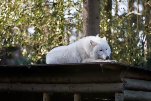 Wildpark-Lueneburgen-Heide-2024-06-Maerz-79