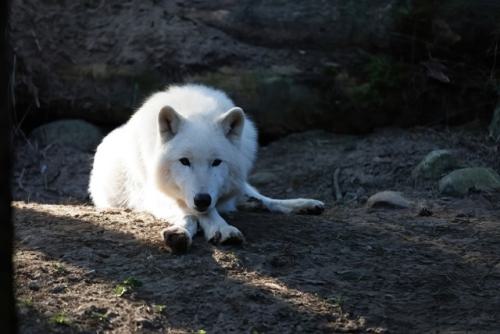 Wildpark-Lueneburgen-Heide-2024-06-Maerz-81