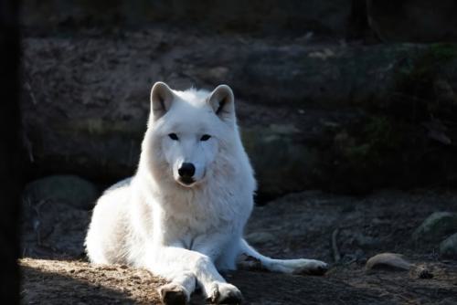 Wildpark-Lueneburgen-Heide-2024-06-Maerz-86