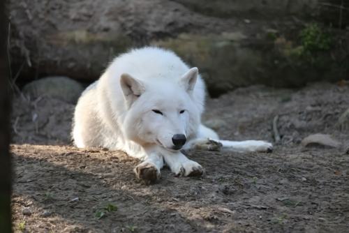 Wildpark-Lueneburgen-Heide-2024-06-Maerz-88