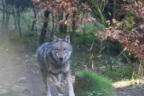 Wildpark-Lueneburgen-Heide-2024-06-Maerz-89