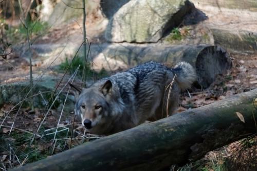 Wildpark-Lueneburgen-Heide-2024-06-Maerz-97