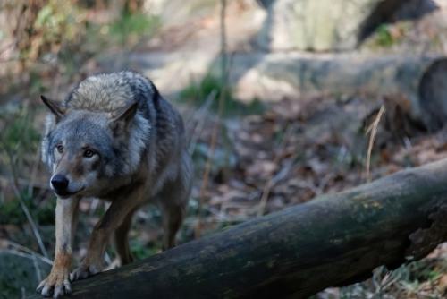 Wildpark-Lueneburgen-Heide-2024-06-Maerz-98