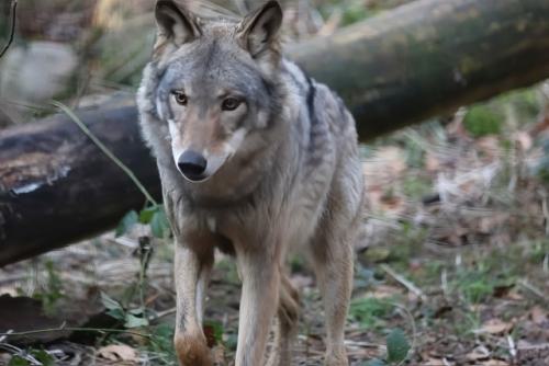 Wildpark-Lueneburgen-Heide-2024-06-Maerz-99